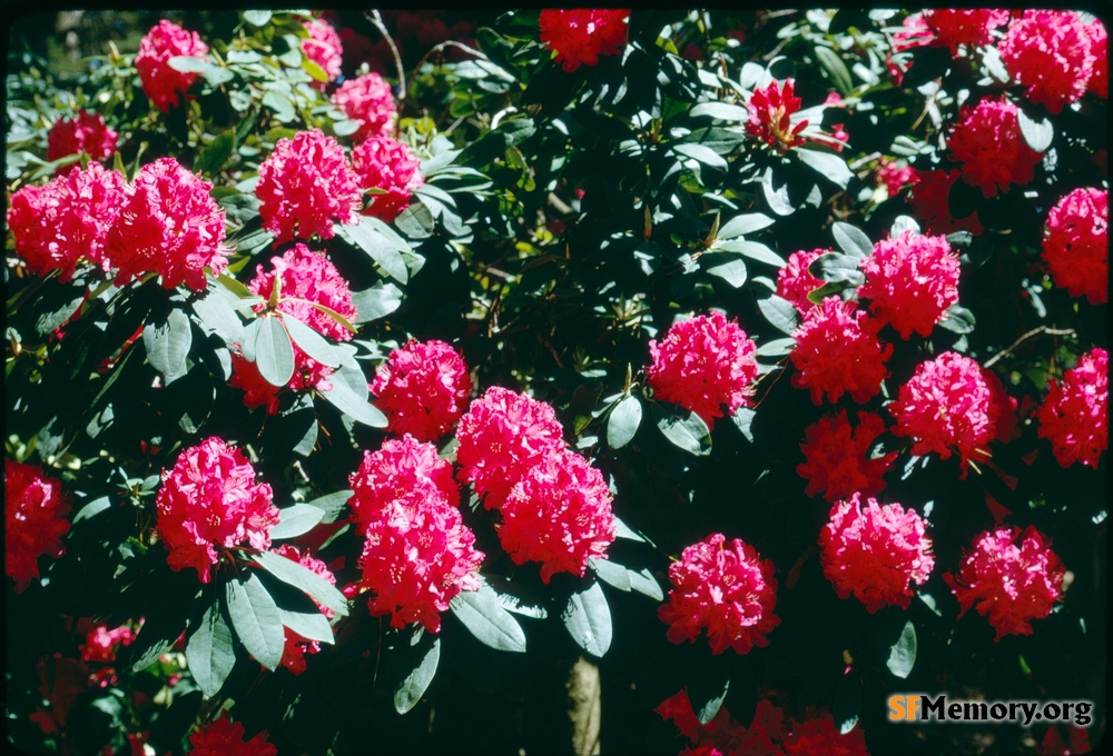 Rhododendron Dell