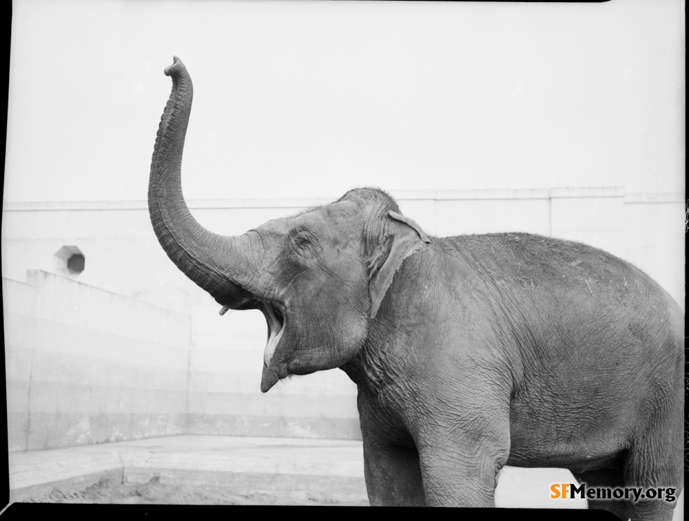 SF Zoo