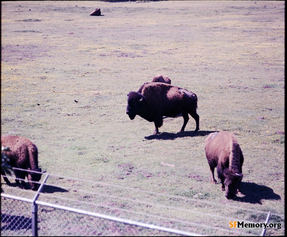 Bison Paddock