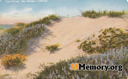 Dunes of sand and flowers