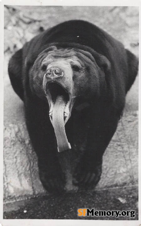 SF Zoo Bear