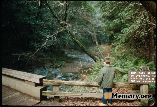 Muir Woods,Jan 1966